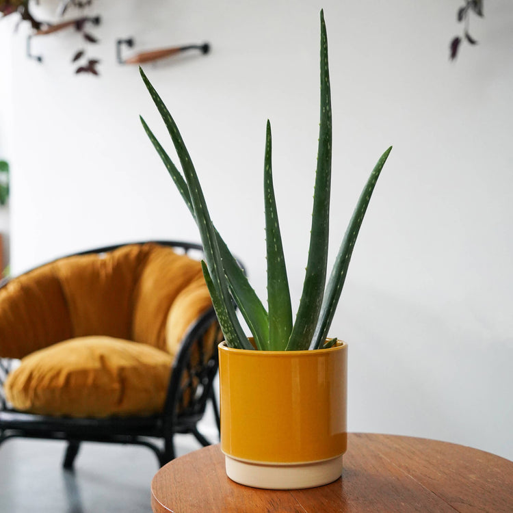 Ivyline - Enos Ceramic Indoor Plant Pot H13.5cm D13cm: Mustard