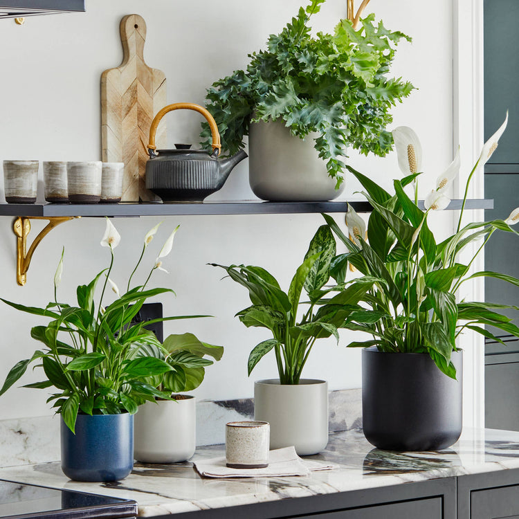Ivyline - Lisbon Ceramic Indoor Planter H15cm D15cm: Sage