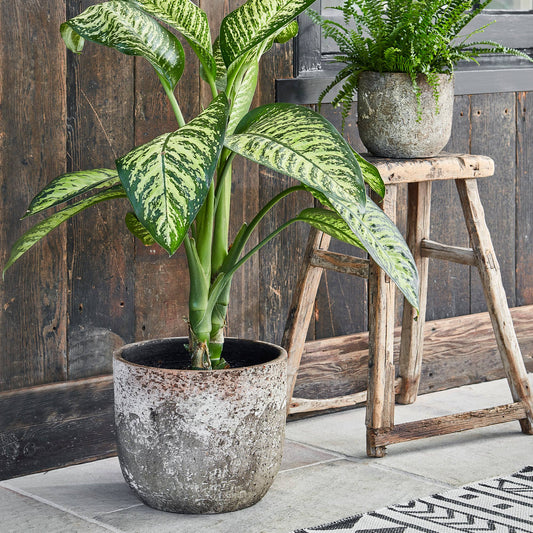Ivyline - Albero Ceramic Indoor Planter H19cm x D21cm