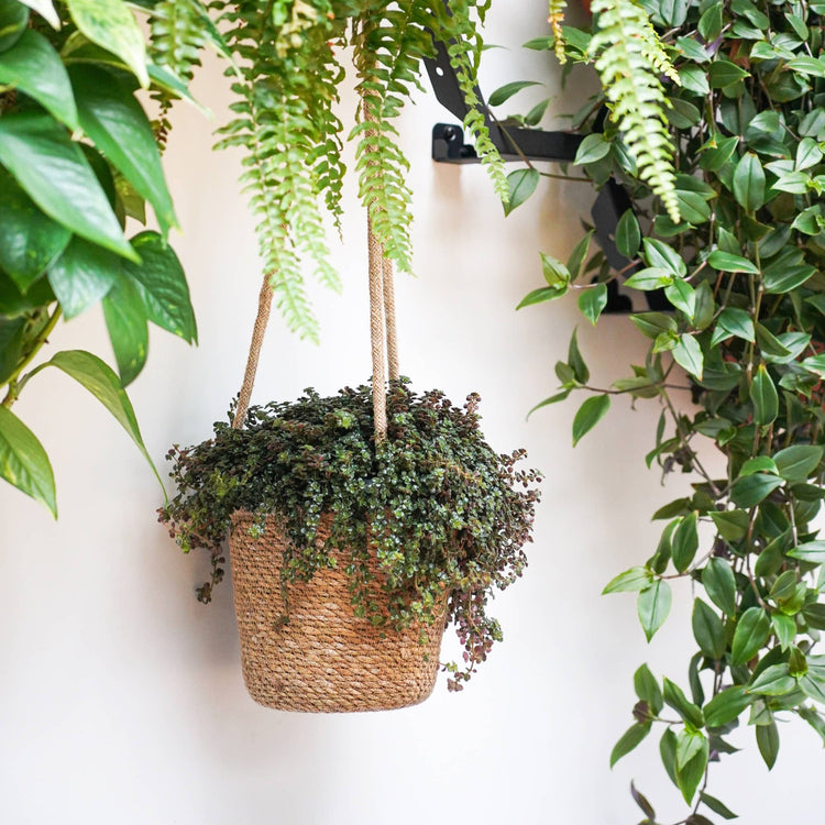 Ivyline - Odda Hanging Natural Seagrass Lined Indoor Planter: H14cm x D17cm