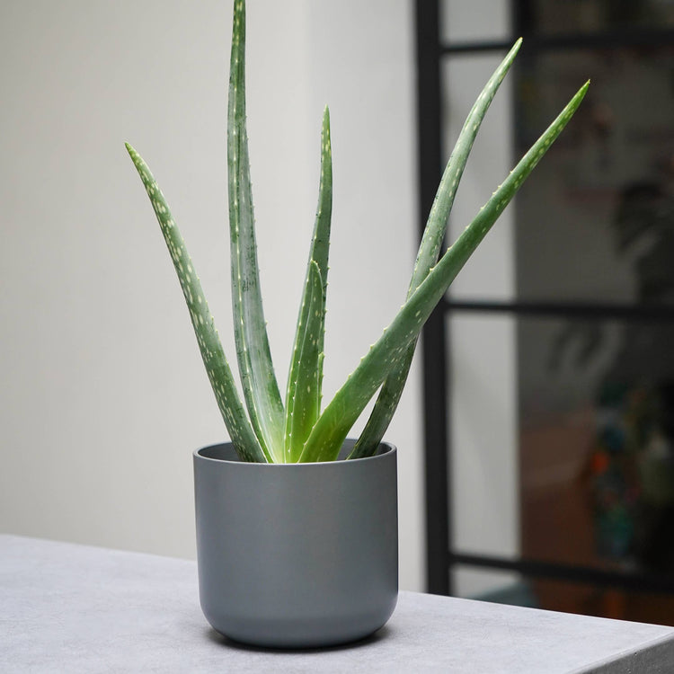 Ivyline - Lisbon Ceramic Indoor Planter H18.5cm D18.5cm: Light Grey