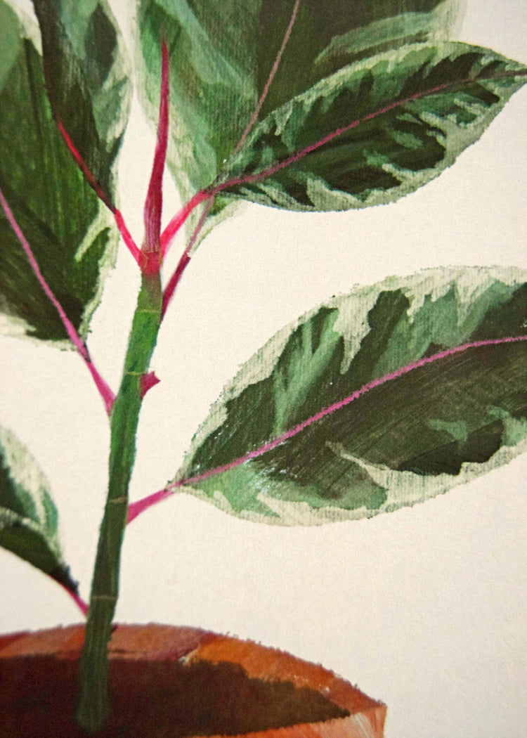 Rubber Plant Print / A4 + A3 / 350gsm Matt Art Print: A4