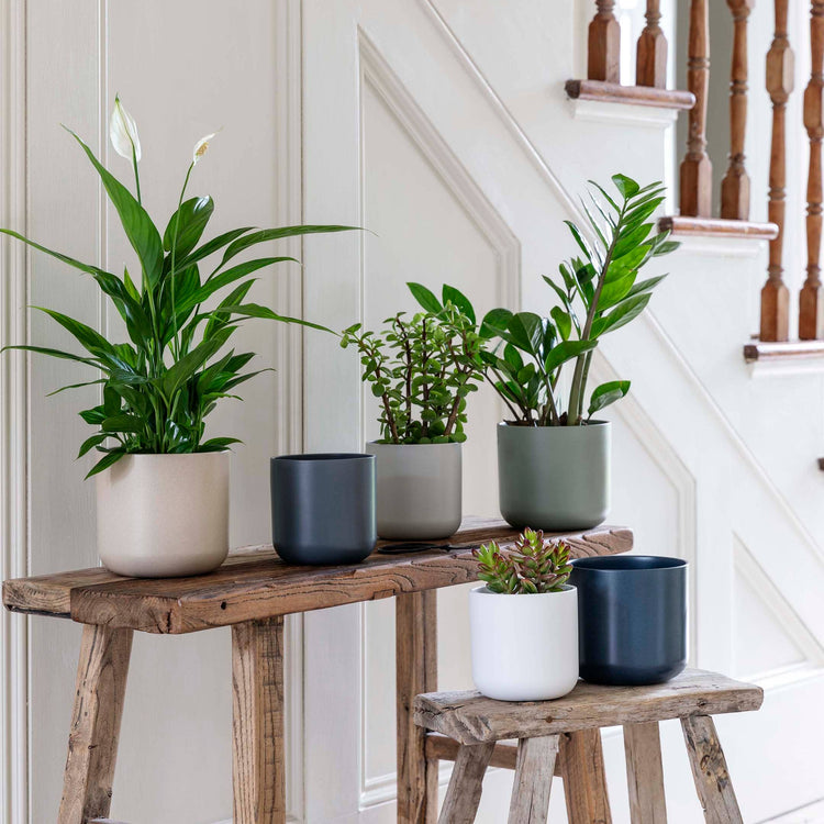 Ivyline - Lisbon Ceramic Indoor Planter H15cm D15cm: Sage