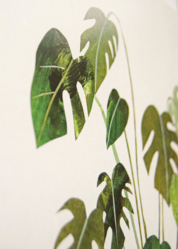 Monstera Cheeseplant Print / A4 + A3 / 350gsm Matt Art Print: A4