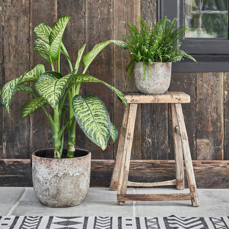 Ivyline - Albero Ceramic Indoor Planter H19cm x D21cm