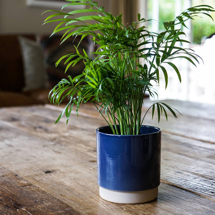 Ivyline - Enos Ceramic Indoor Plant Pot H13.5cm D13cm: Blue
