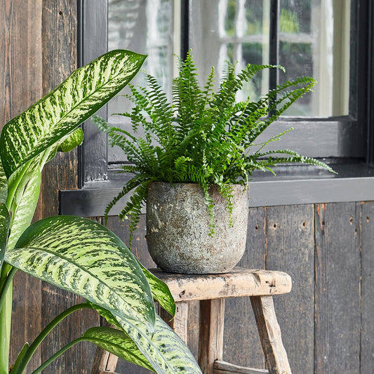 Ivyline - Albero Ceramic Indoor Planter H14cm x D16cm