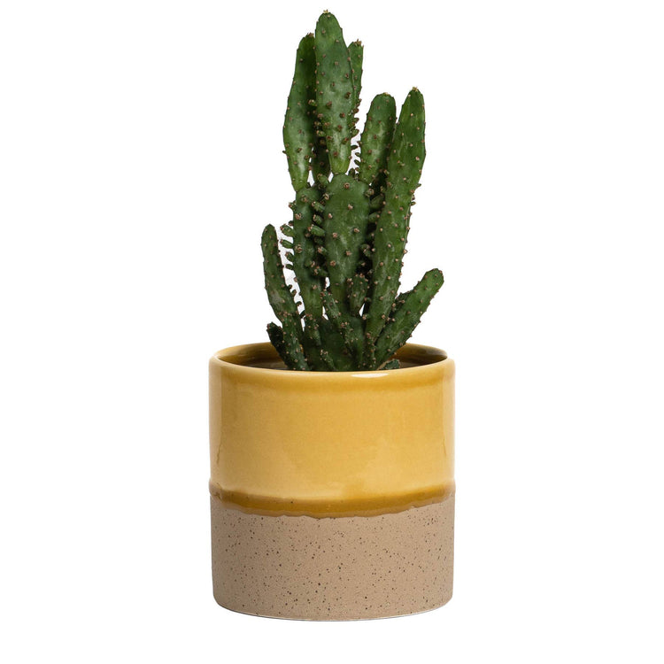 YOD&CO - Drip Ceramic Planter : Honey / Medium