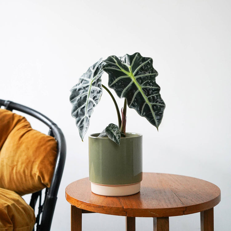Ivyline - Enos Ceramic Indoor Plant Pot H13.5cm D13cm: White