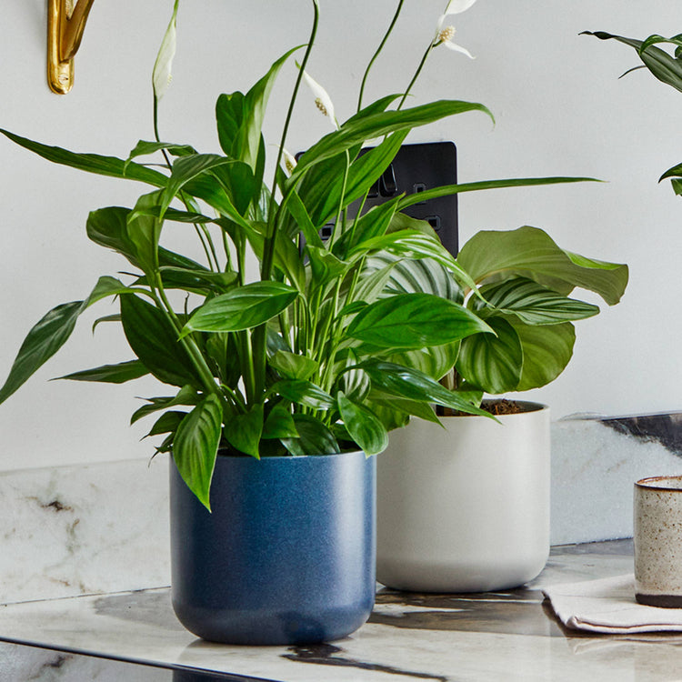 Ivyline - Lisbon Ceramic Indoor Planter H15cm D15cm: Sage