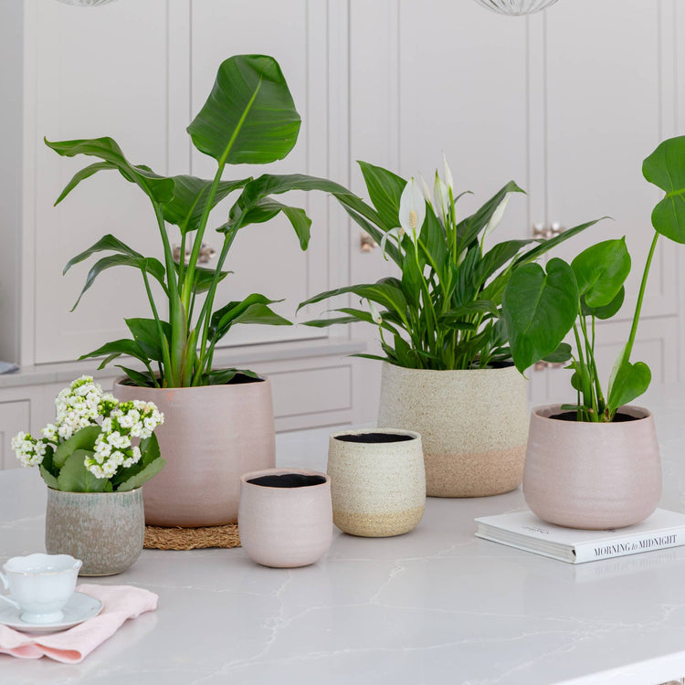 Ivyline - Celeste Planter: Cream / 21 cm